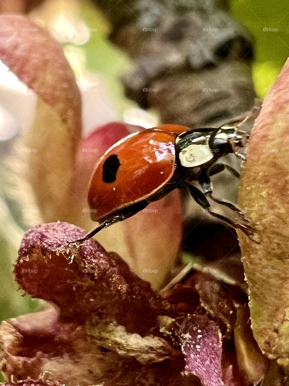 Ladybug climbing 
