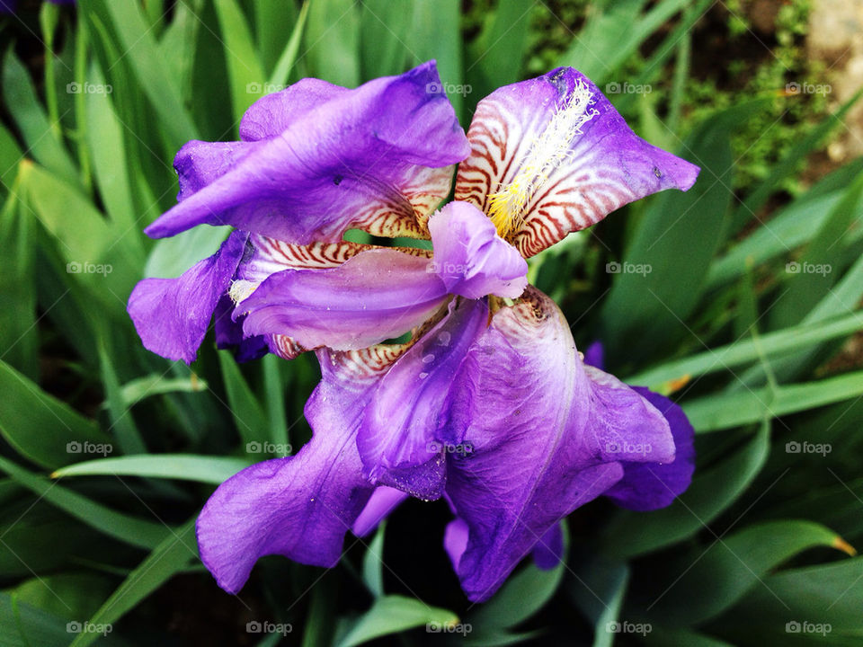 Iris