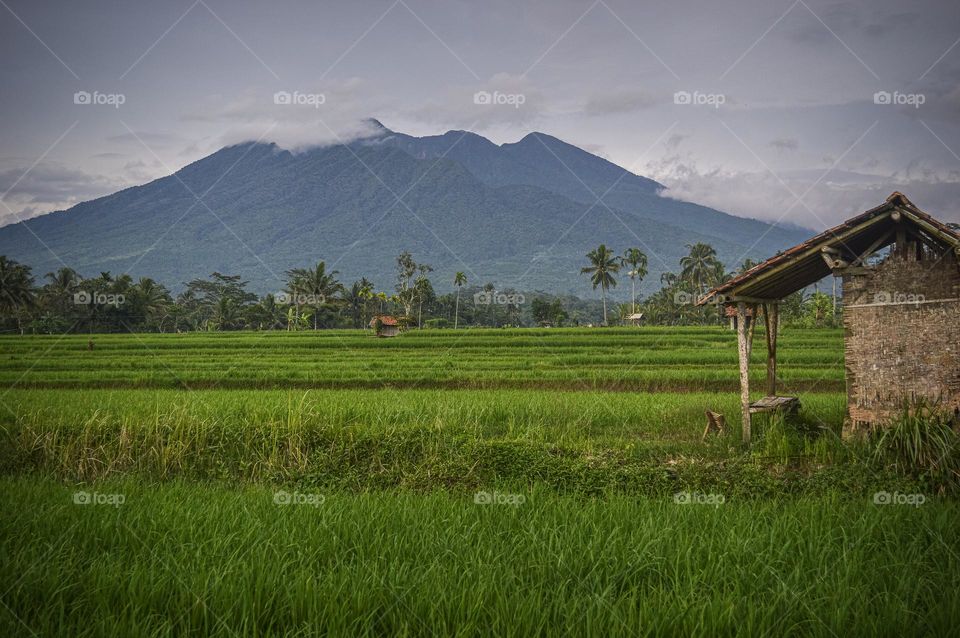 View of Mount Galunggung with a stretch of rice fields in Leuwsari Village, Tasikmalaya.