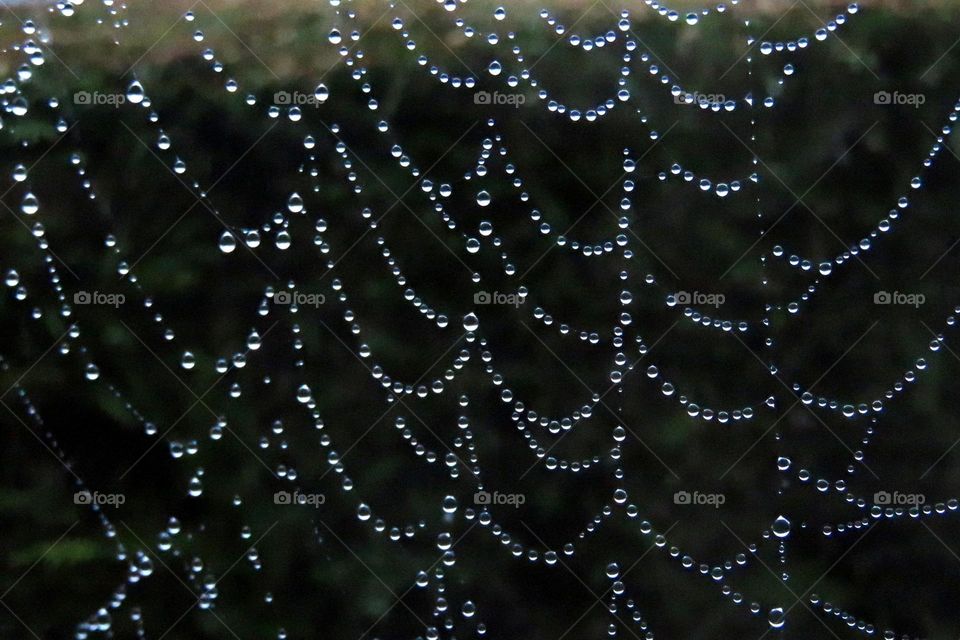 cobweb. 2nd pic of the series . Couldn't discard.