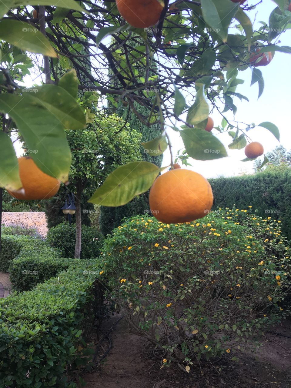 Ripe orange on the tree
