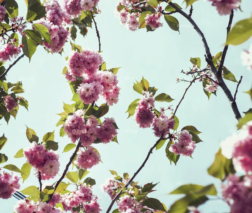 flower
