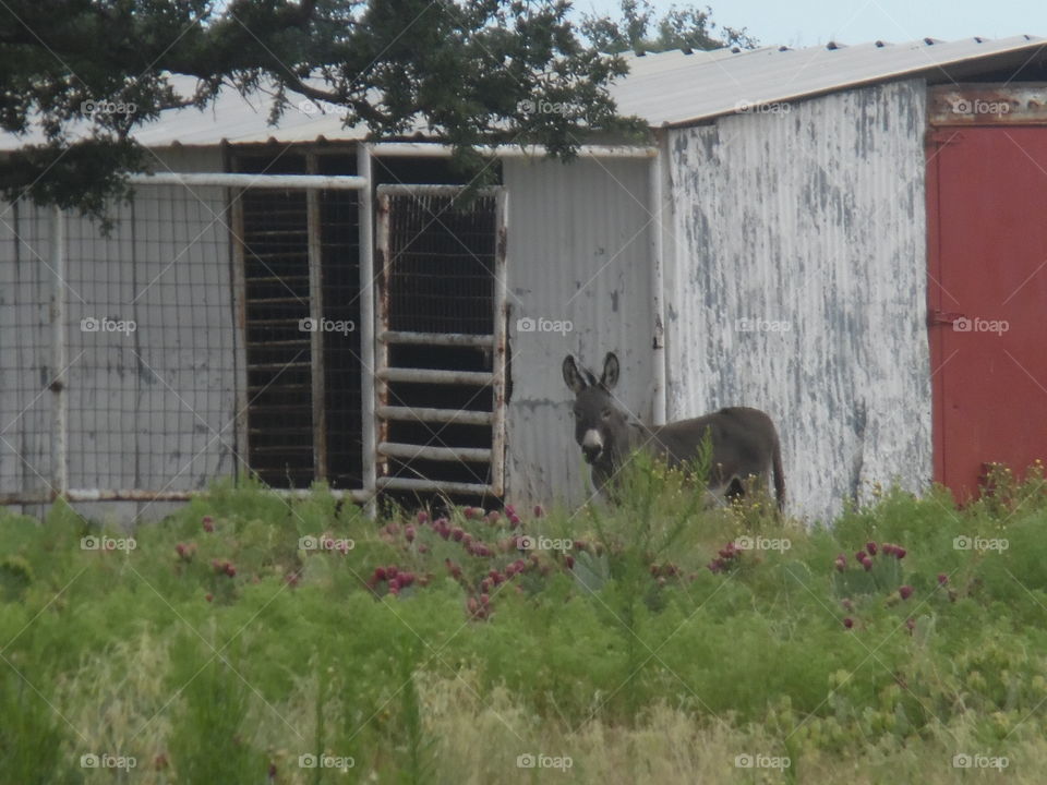 He always calls me that. This is a picture of a little donkey that I saw while out riding my bike this morning.... 👣 🚶 🏃 🔥 💨