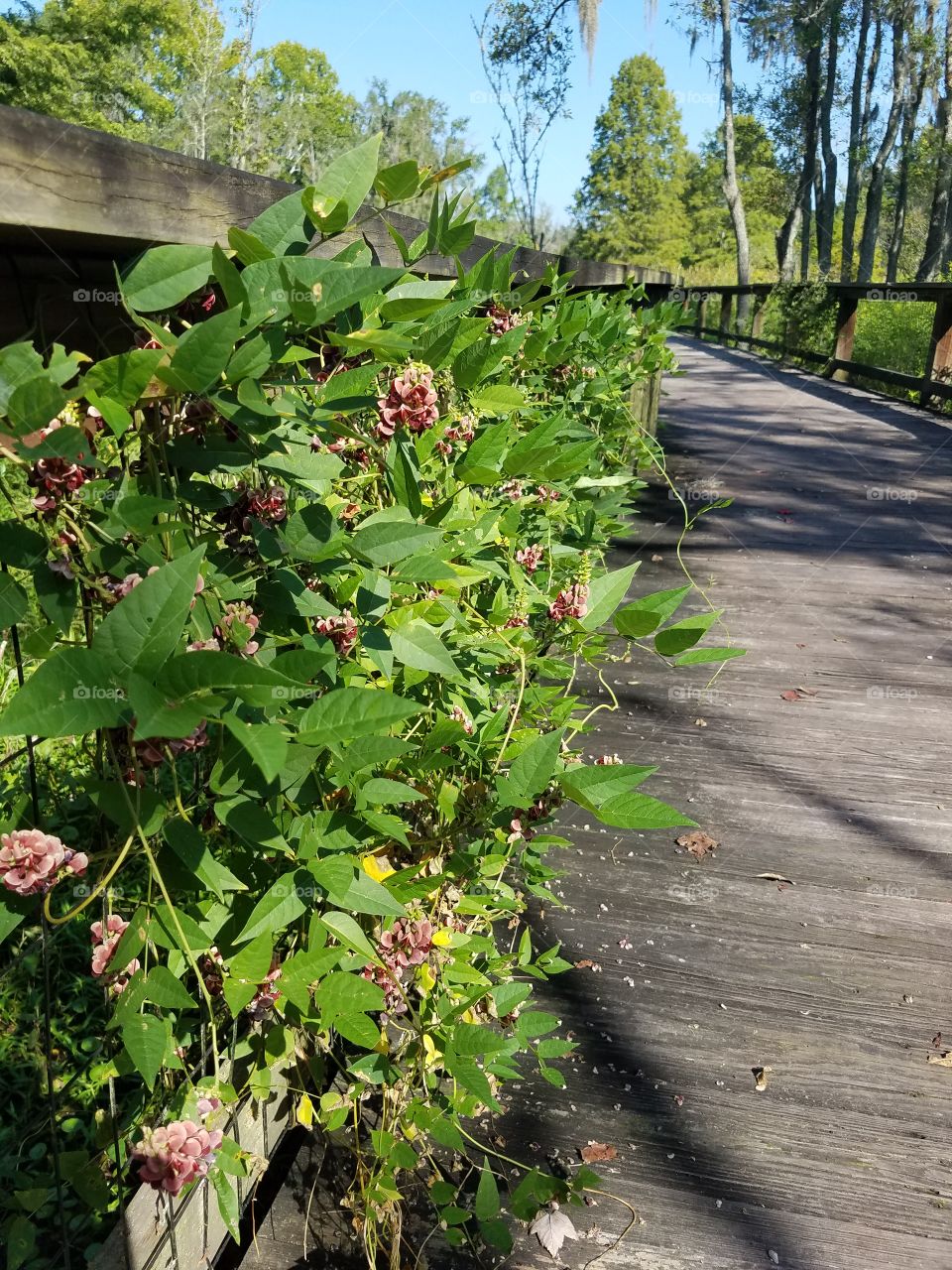 flowers by bridge