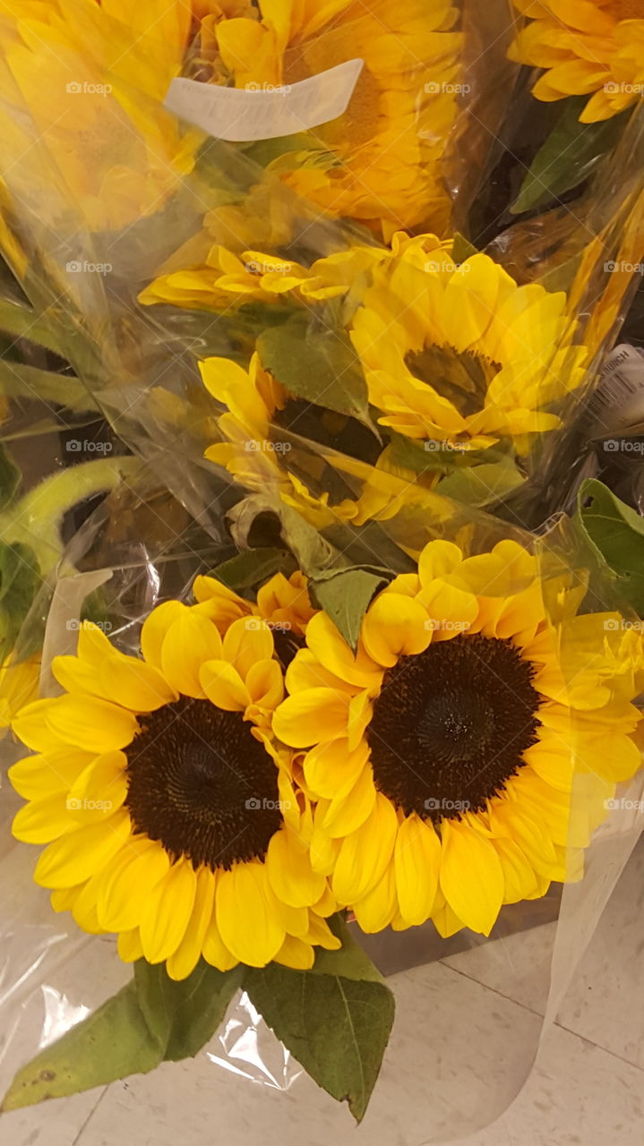 sunflowers for sale