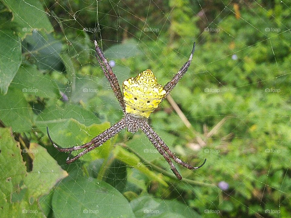 Argiope appensa is a species of spider in the family Araneidae