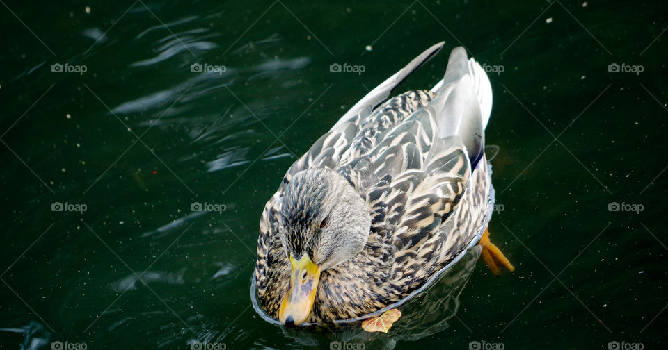 High angle view of duck swimming in lake.