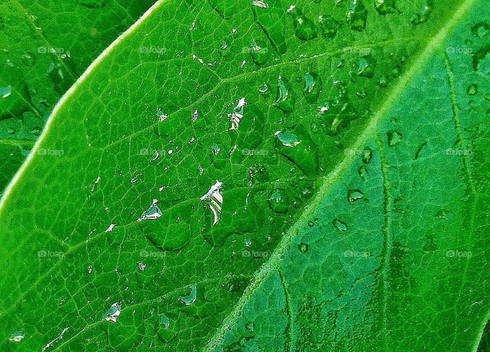 Green leaf