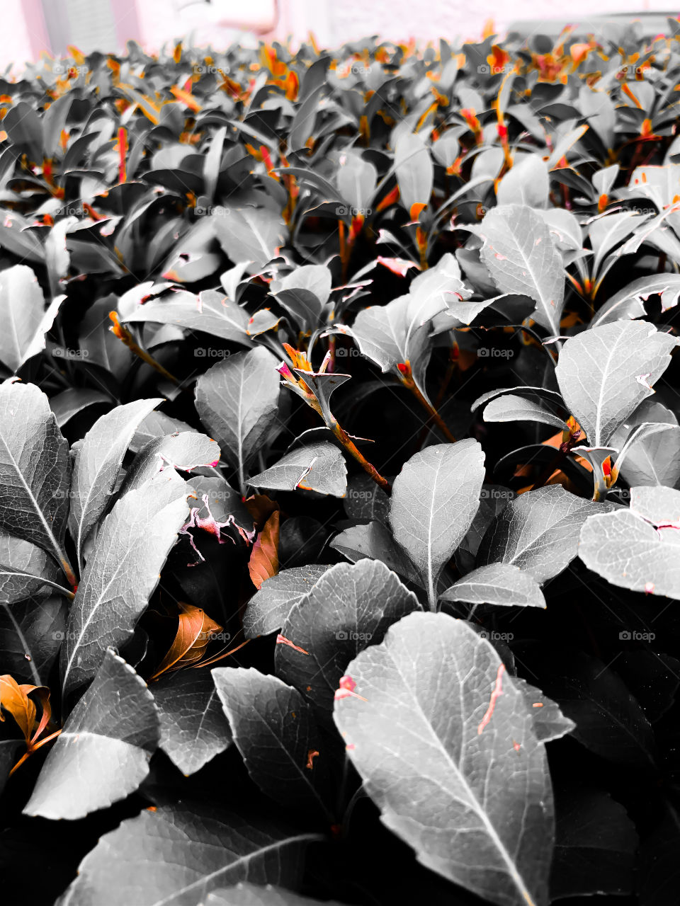 Abstract Bushes. Great picture for pops of red and orange accent colors. 
