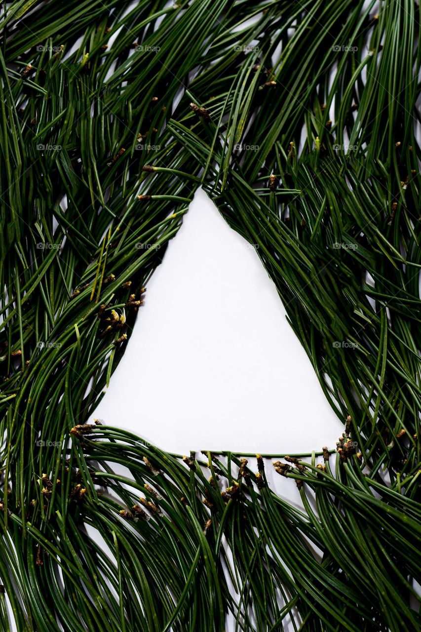 a triangle of pine needles