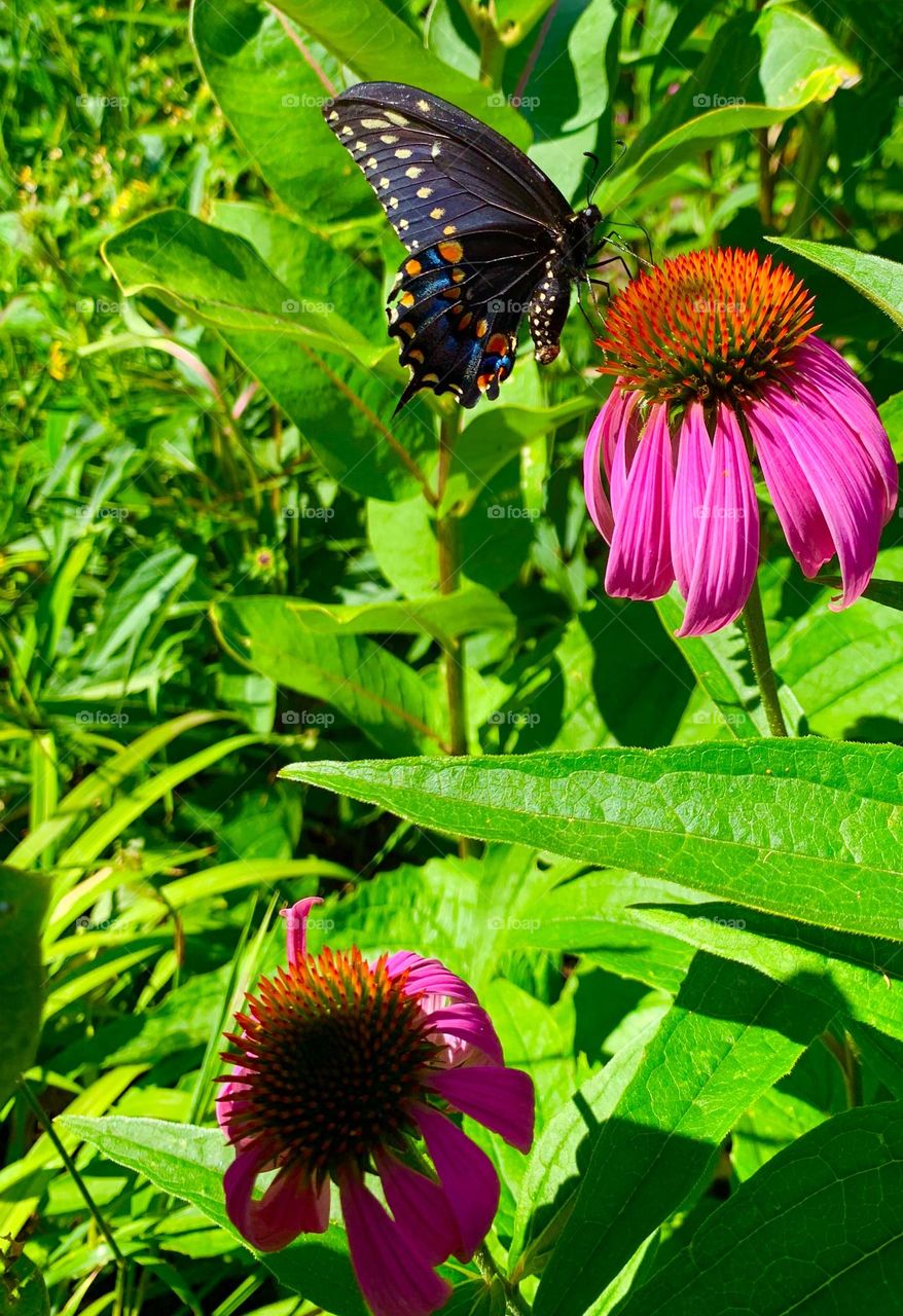 Beautifully colored Black Swallowtail butterfly feeding on a pink corn flower with a green background