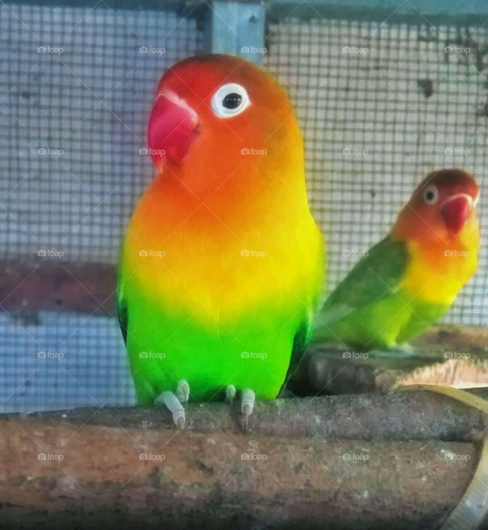 Lovebird one love