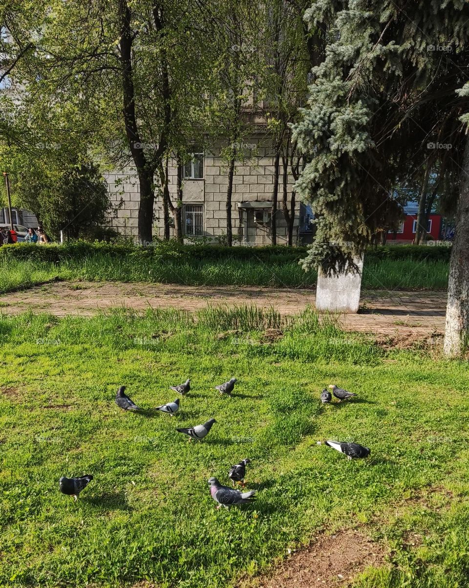 pigeons on the green grass