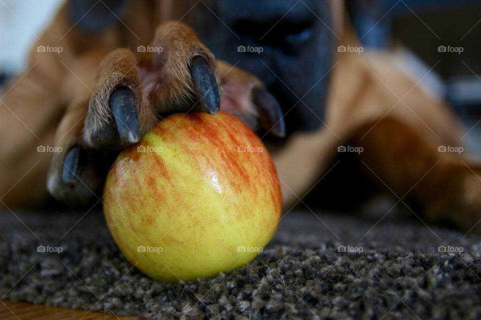 Apple in paw