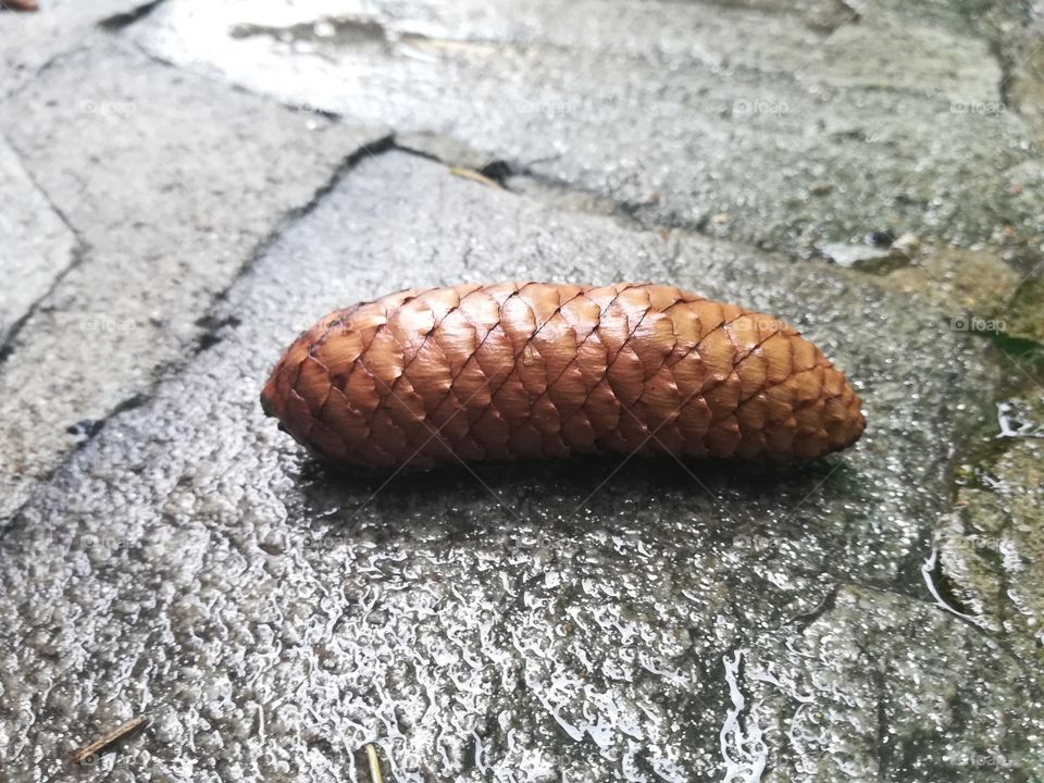 Pine cone