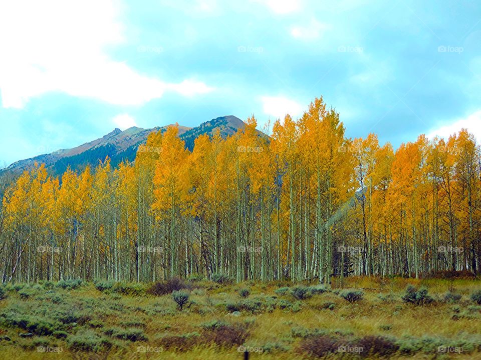 Aspen trees