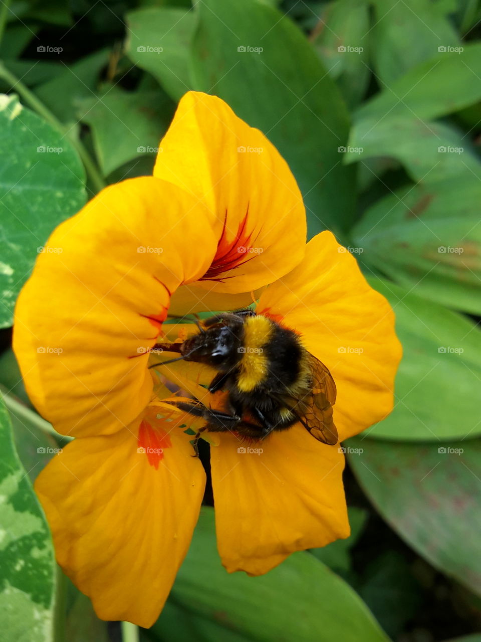 Bumblbee on the yellow flower. Zielona Góra. Poland. Nice september.