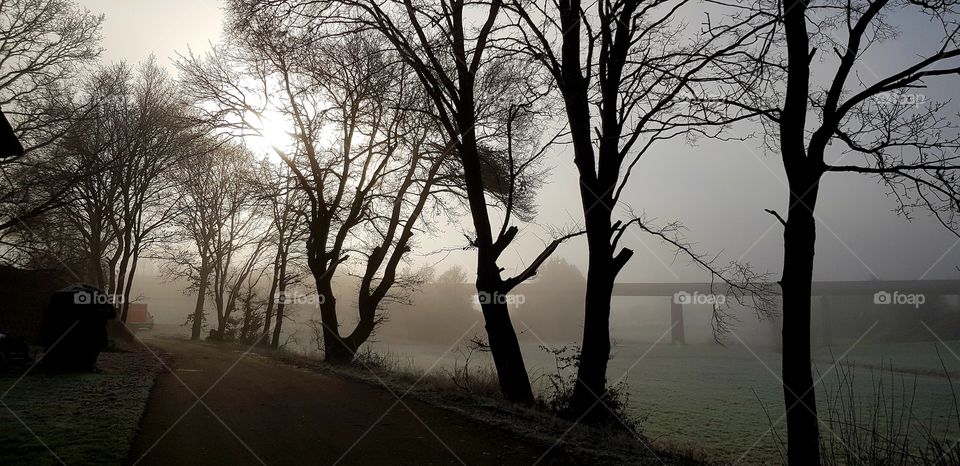 Schwarze Bäume als Silhouetten im Gegenlicht vor einer Brücke im Nebel
