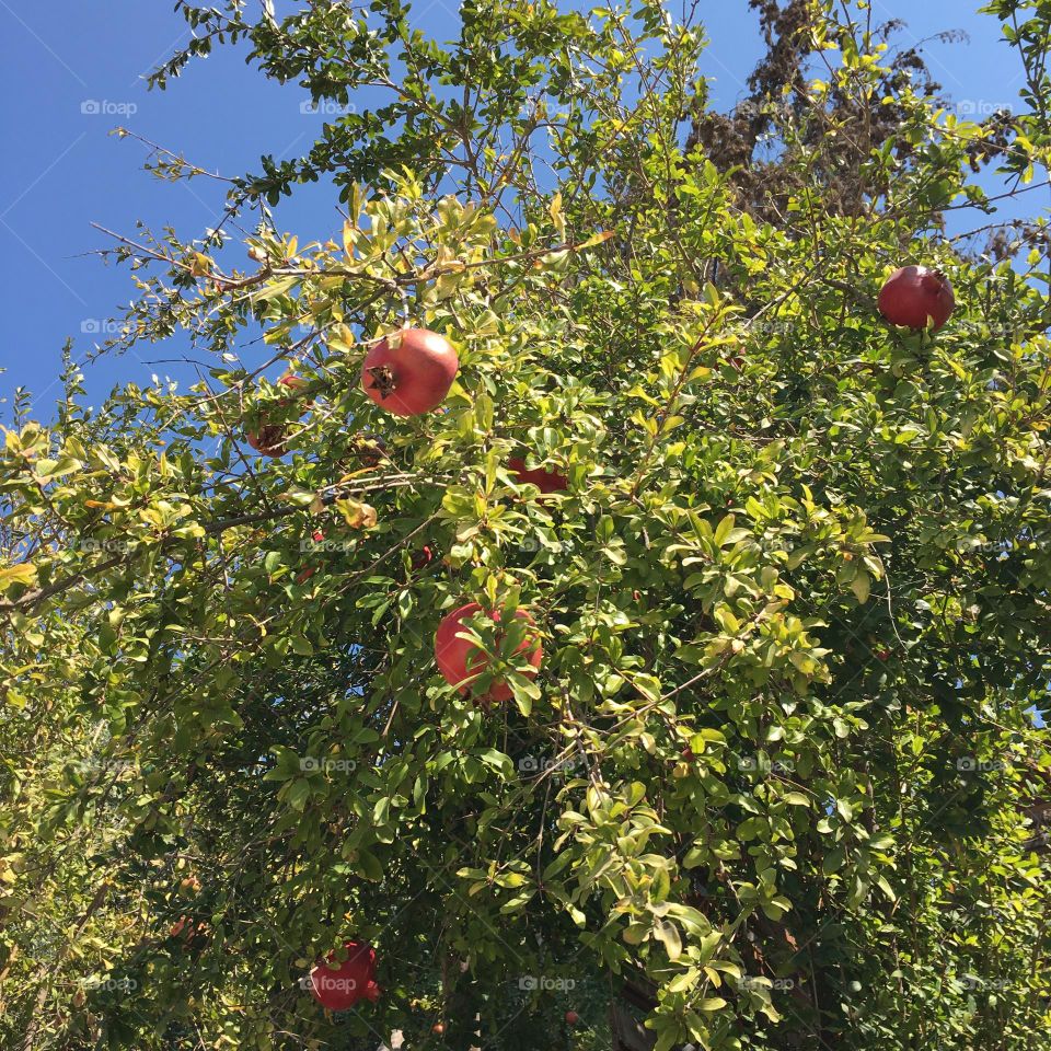 Pomegranate 