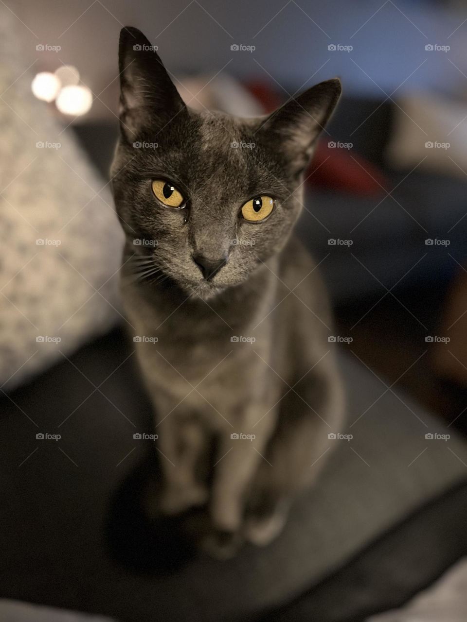 Grey kitty portrait