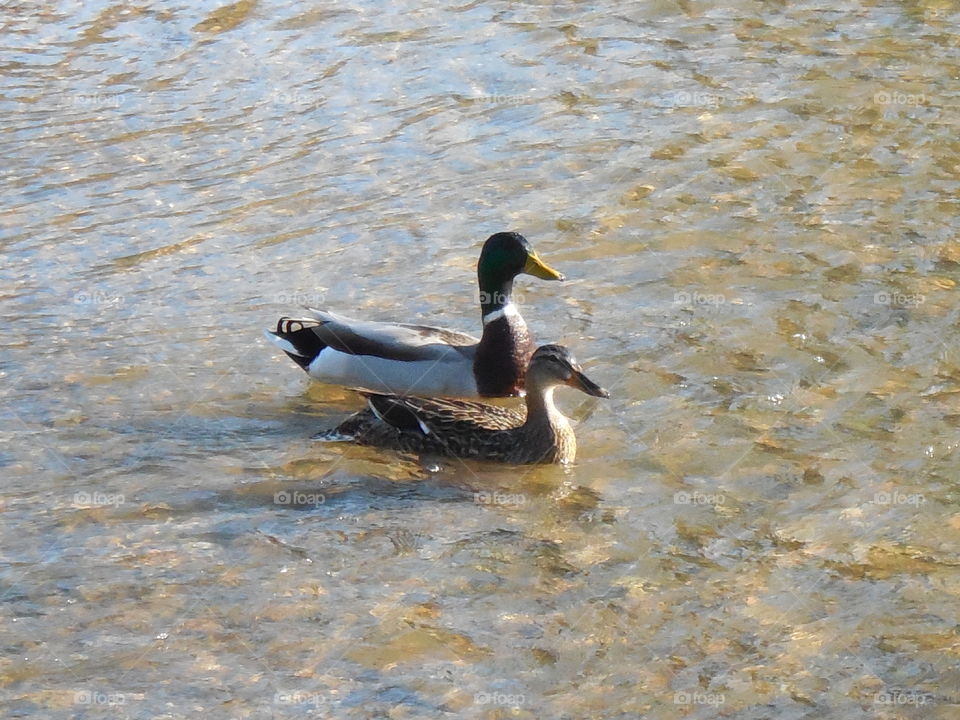 Mallard duck couple in creek