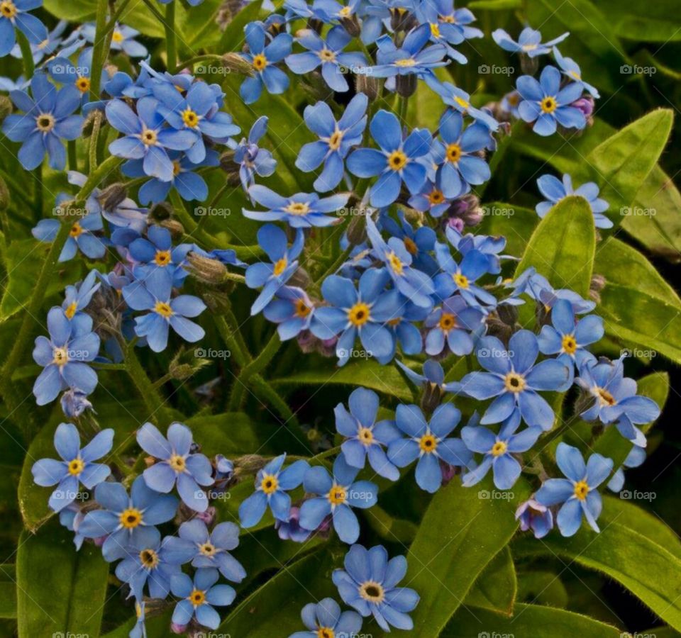 Blue Flower. Macro shot of Blue flowers in Spring.