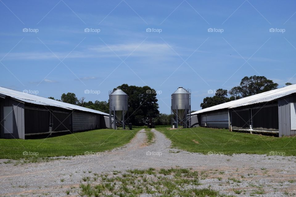 Chicken houses on southern farm with blue skies and grain bins