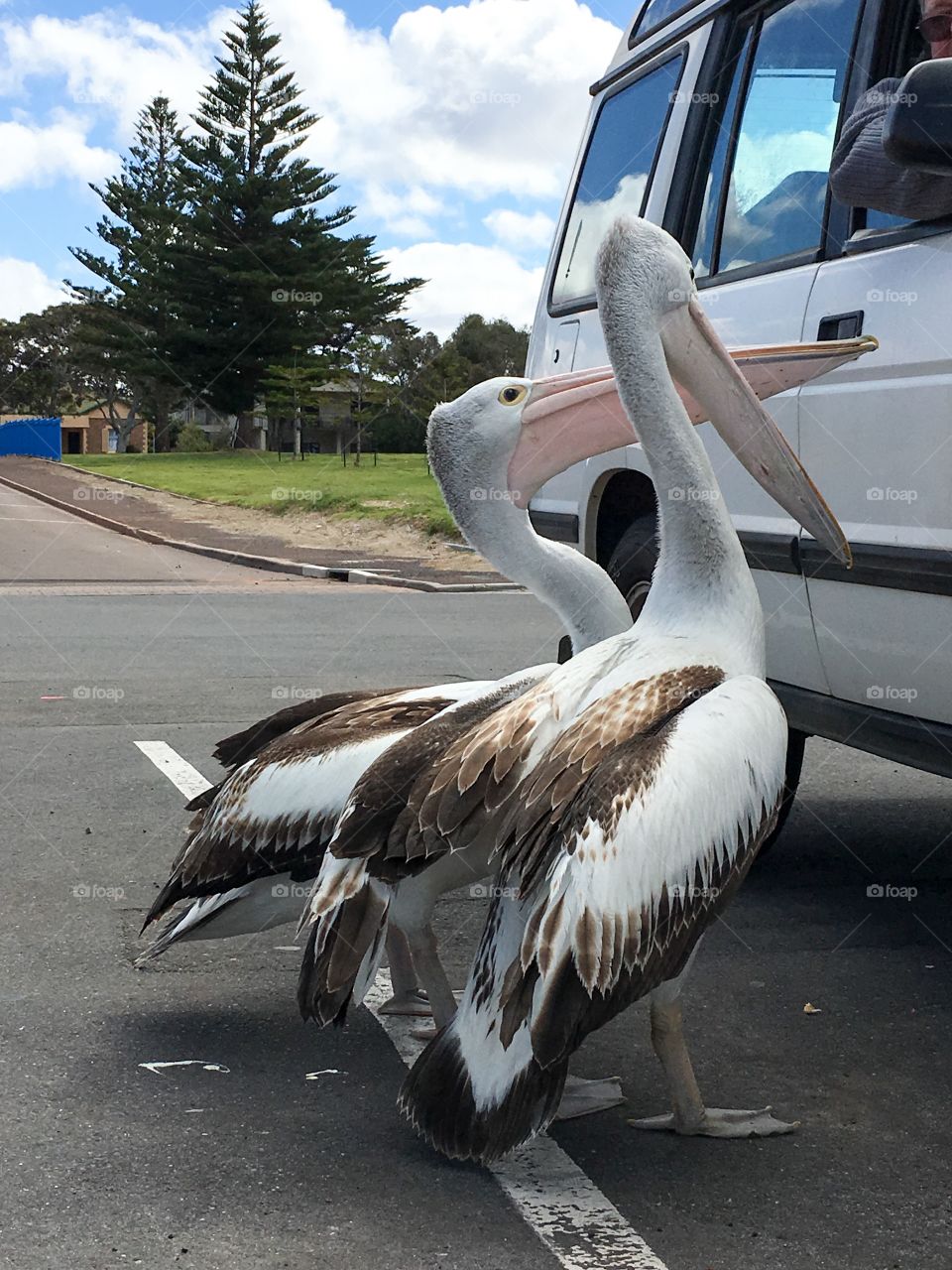 Giant Australian seagulls, just kidding! Two large Pelicans begging for food handouts from people in parked vehicle at beach 