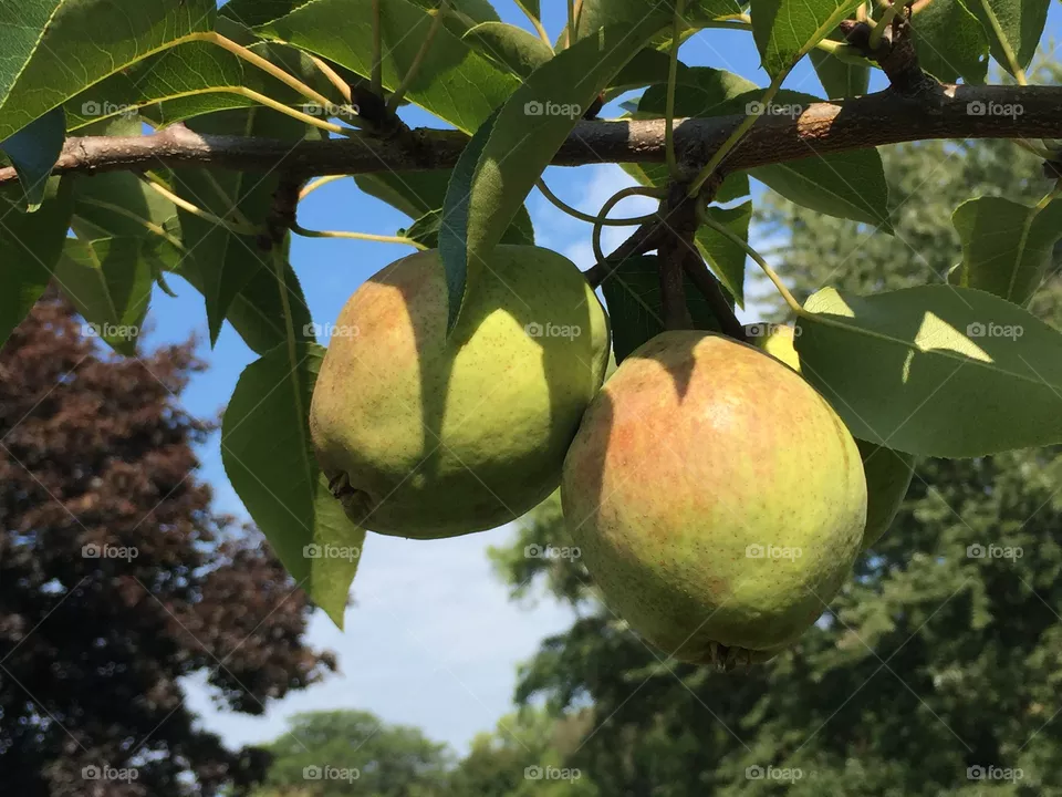 Pear tree