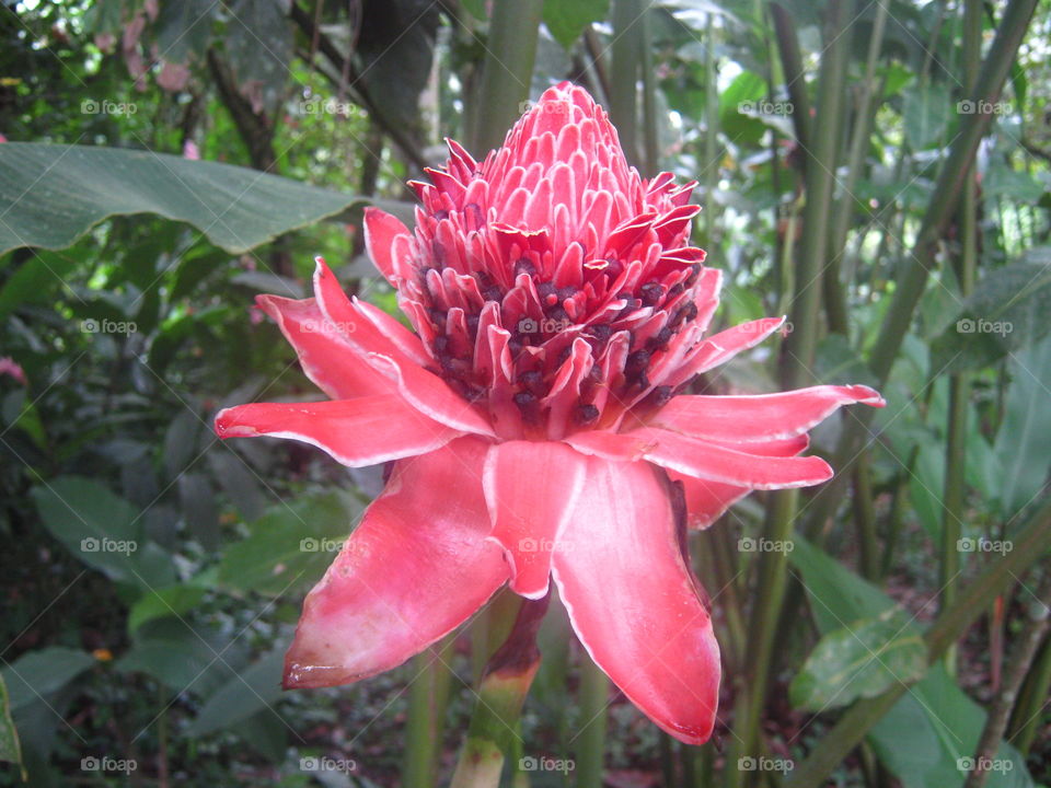 Red flower in Costa Rica.