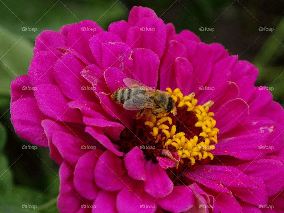 Bee Pollinating A Purple Flower. Honeybee Hard At Work
