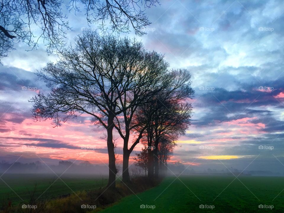 Trees against a painted background 