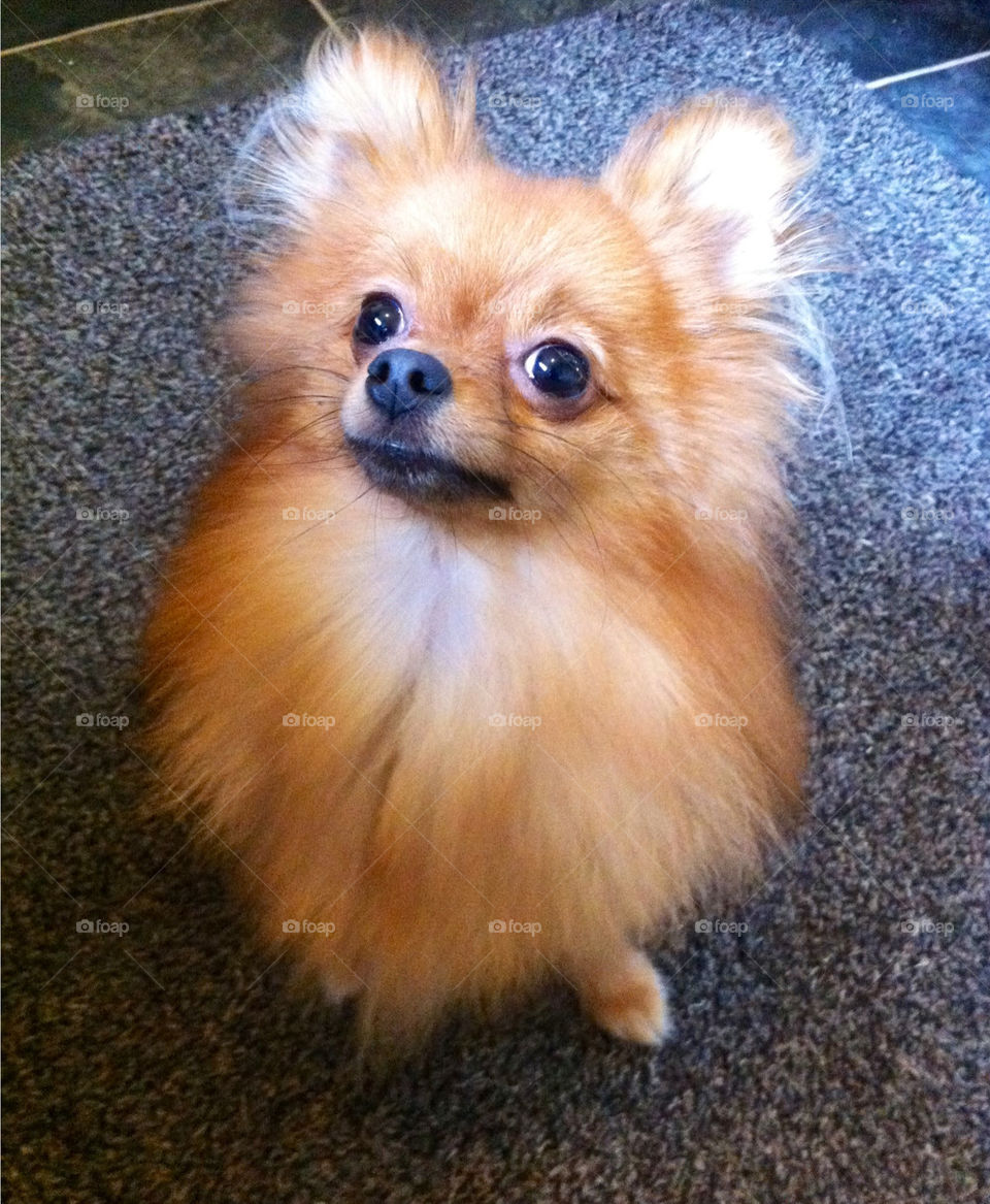 dog animal cute puppy by binkyboo