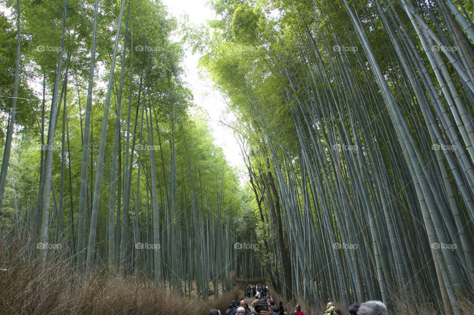 Bamboo forest