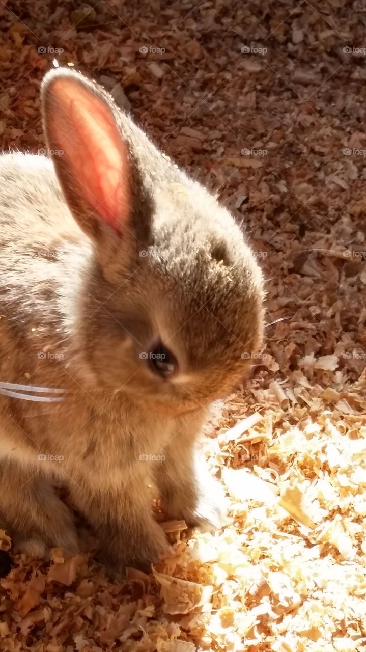 baby bunny