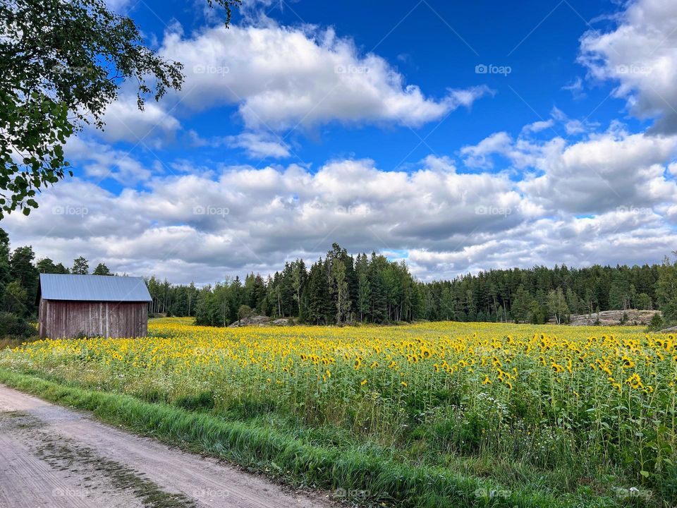 Field of bright yellow sunflowers grown for free public pick up for people joy with treeline on the background under the bright blue sky with white clouds 