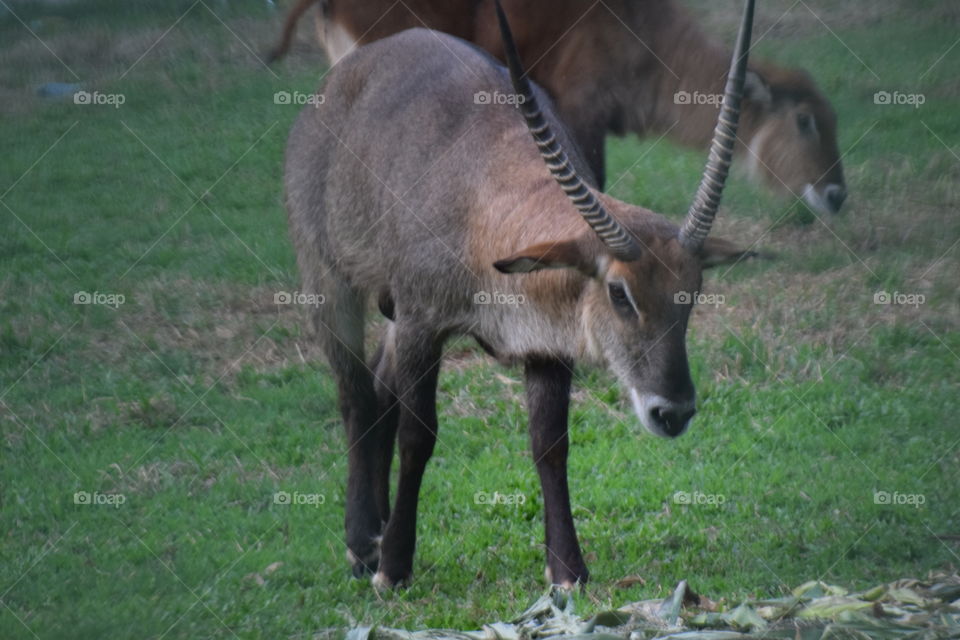 Waterbuck
The waterbuck is a large antelope found widely in sub-Saharan Africa. It is placed in the genus Kobus of the family Bovidae. It was first described by Irish naturalist William Ogilby in 1833. The thirteen subspecies are grouped under two va