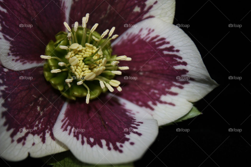 Close up flora photo 