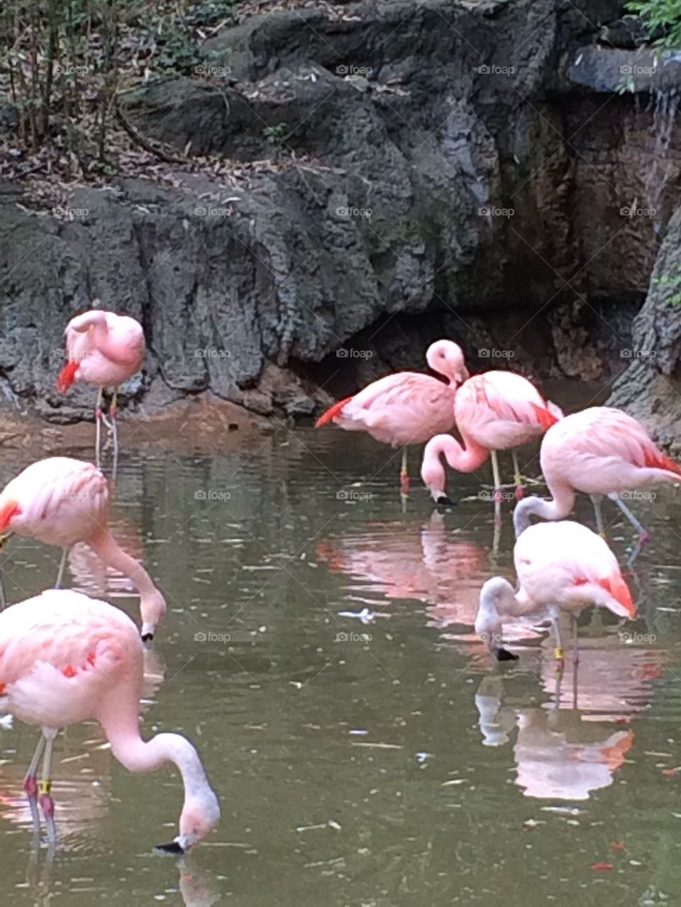 Flamingos are Pink