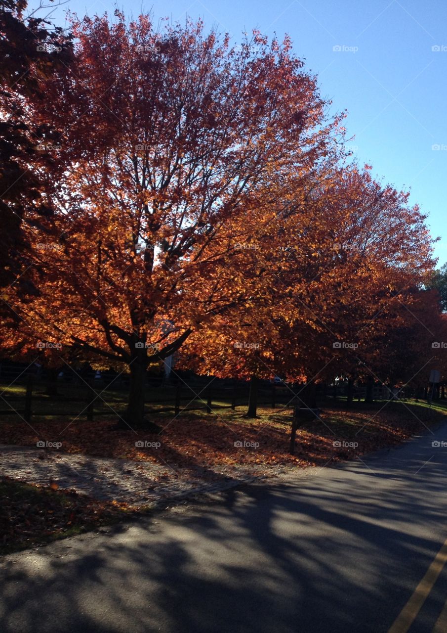 Fall shadows. Long shadows trail a backlit autumn tree. Rust colored leaves.