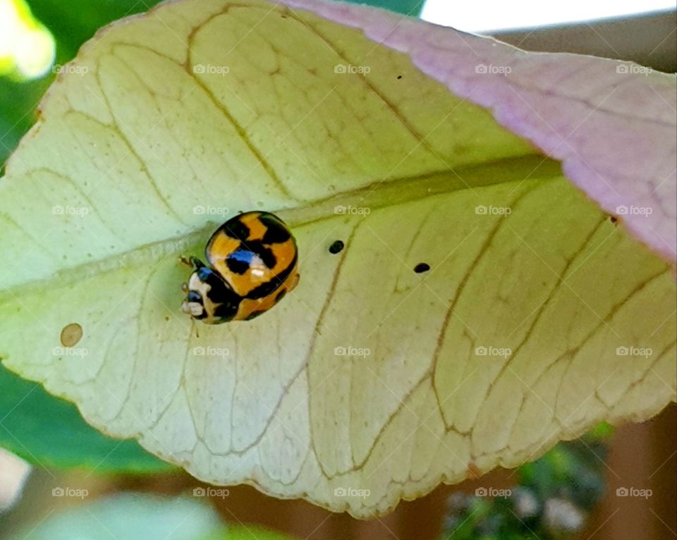 Lady Bug