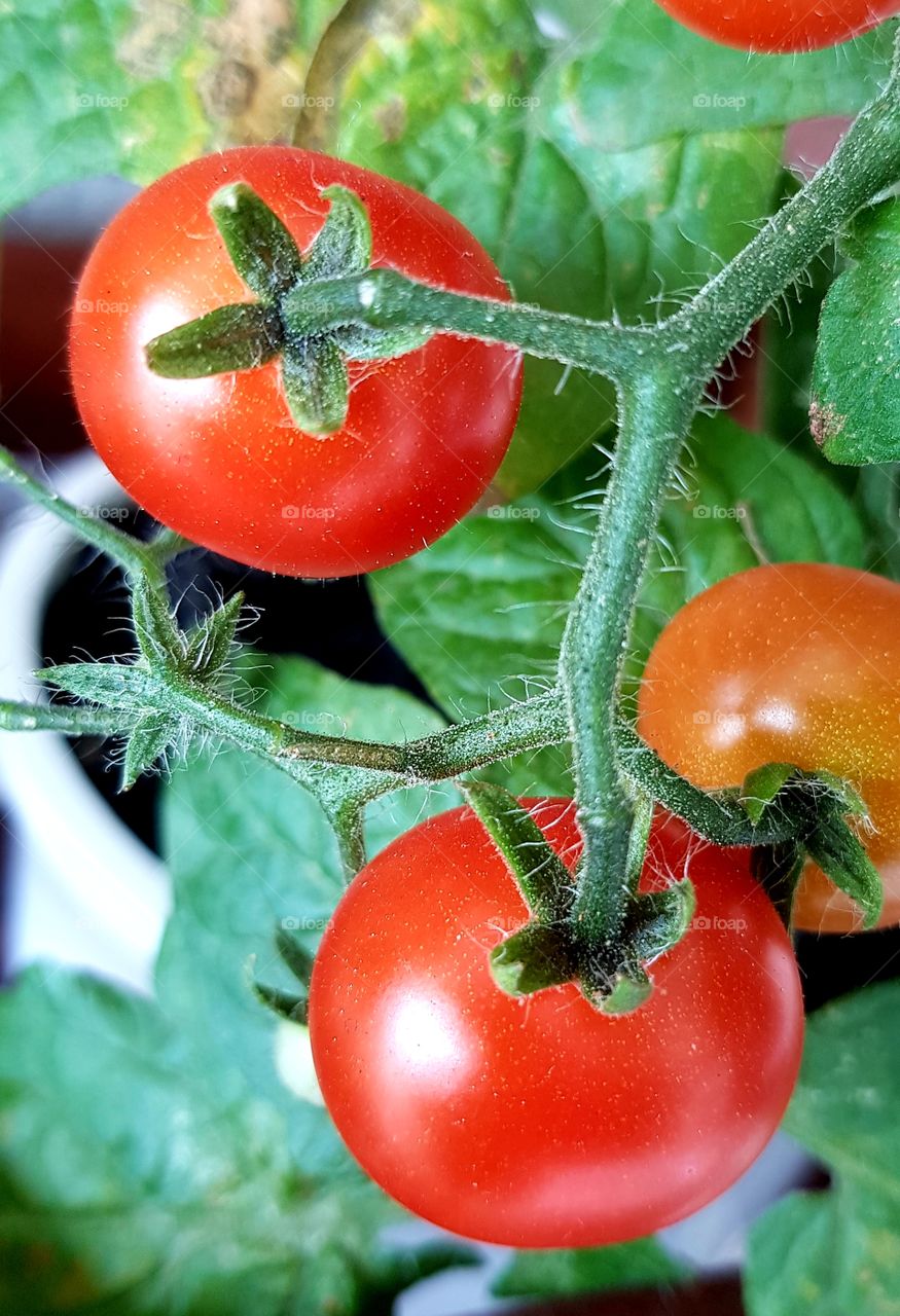 tomatoes