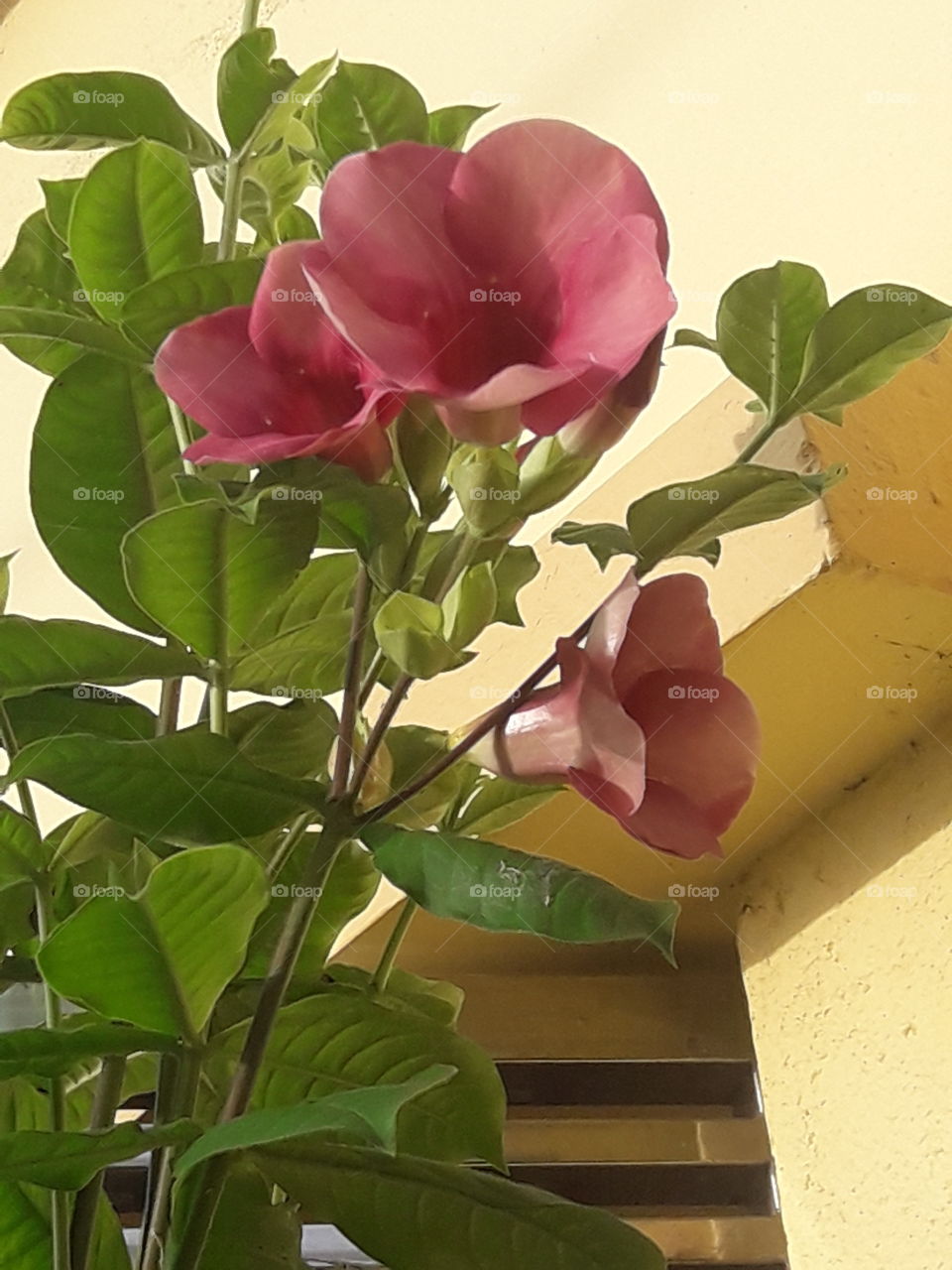 beautiful morning glory flower in our garden