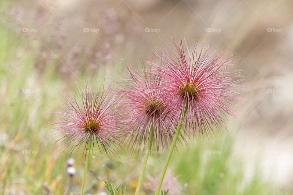 Three pink flowers 