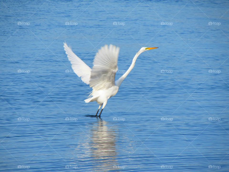 Bird in sea