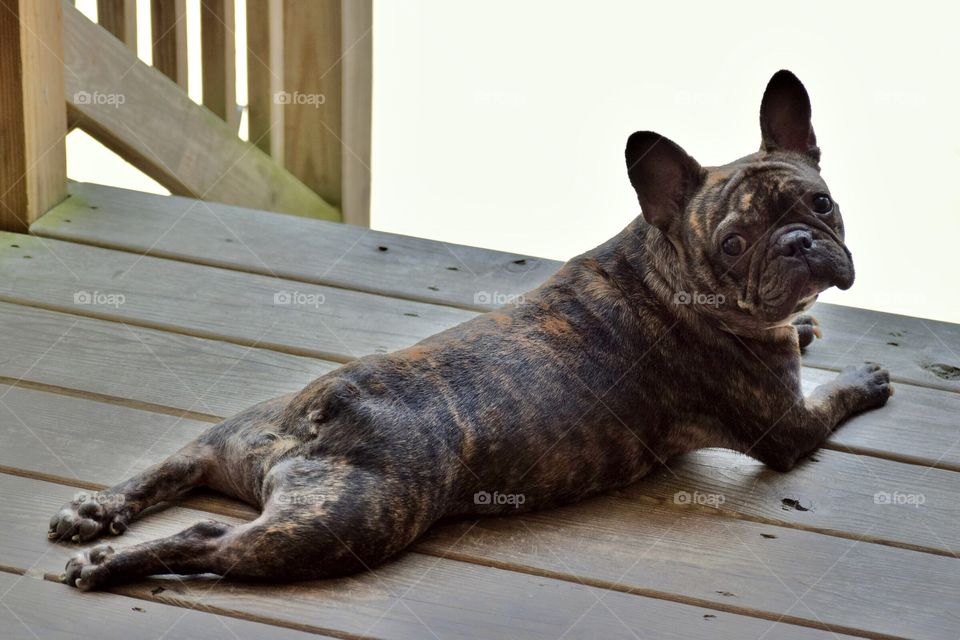 French Bulldog relaxing on the deck