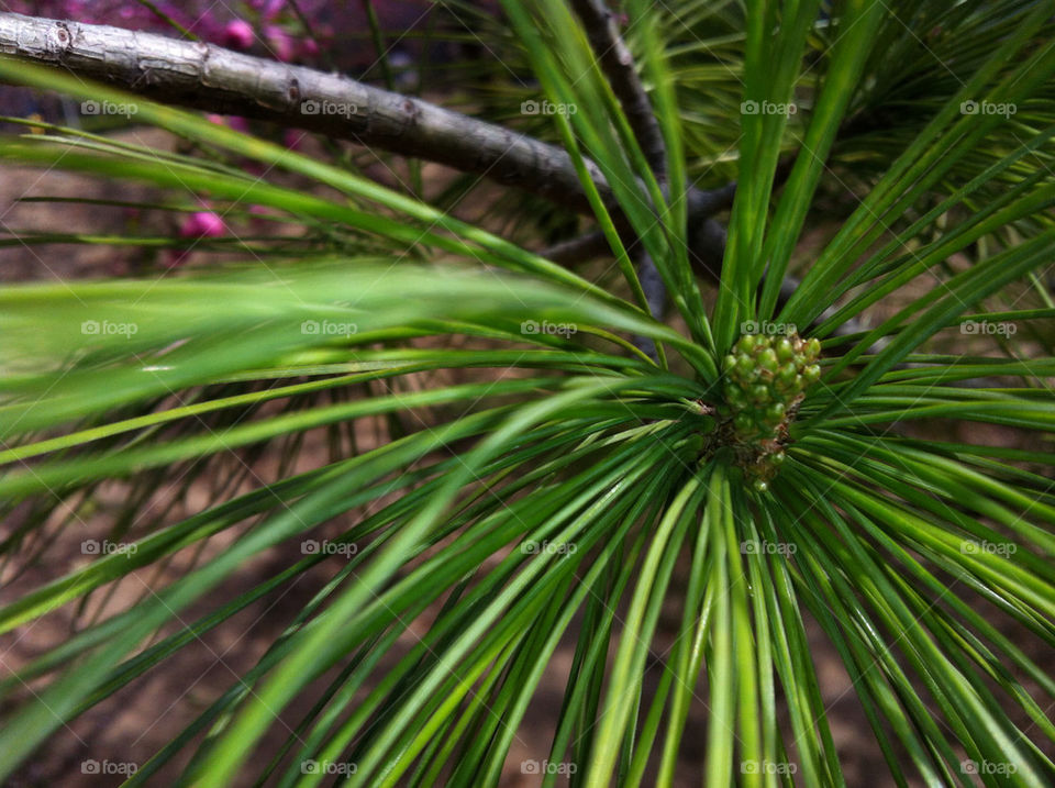 green pine needles by HIN