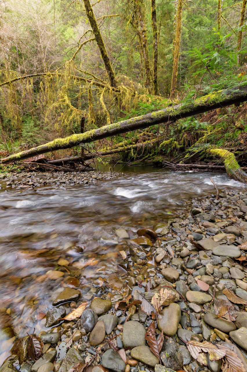 Gentle Creek in the Forest