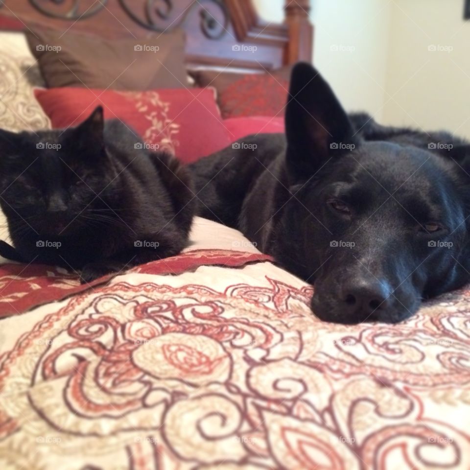 Sleepy Sisters. Black Cat and Black Dog lying next to each other