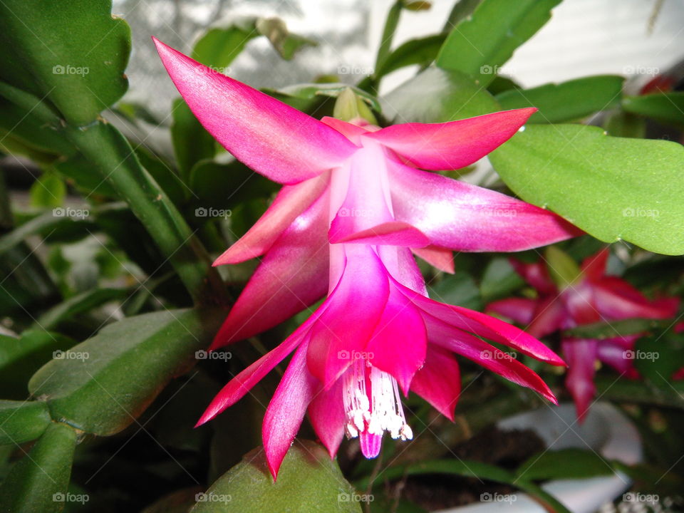 Bloom of my Christmas Cactus!